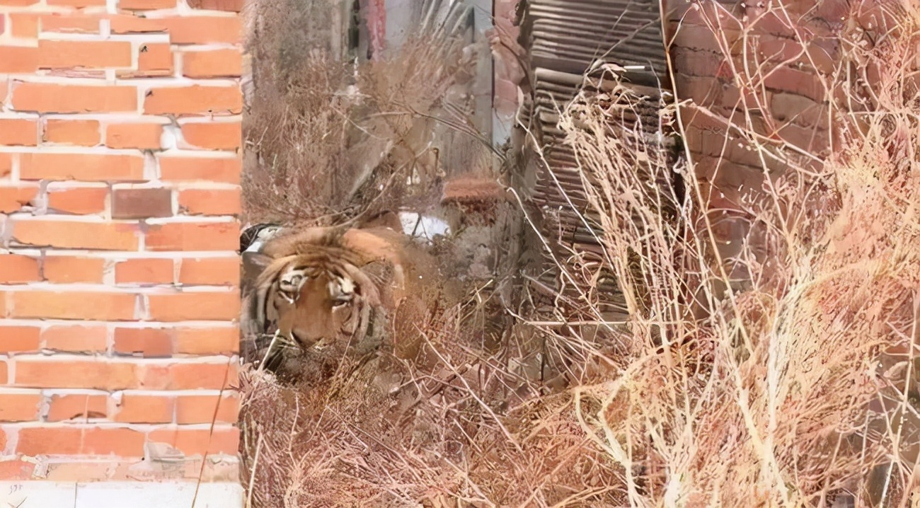 东北虎为什么在逐渐减少,下山东北虎现在怎么样了