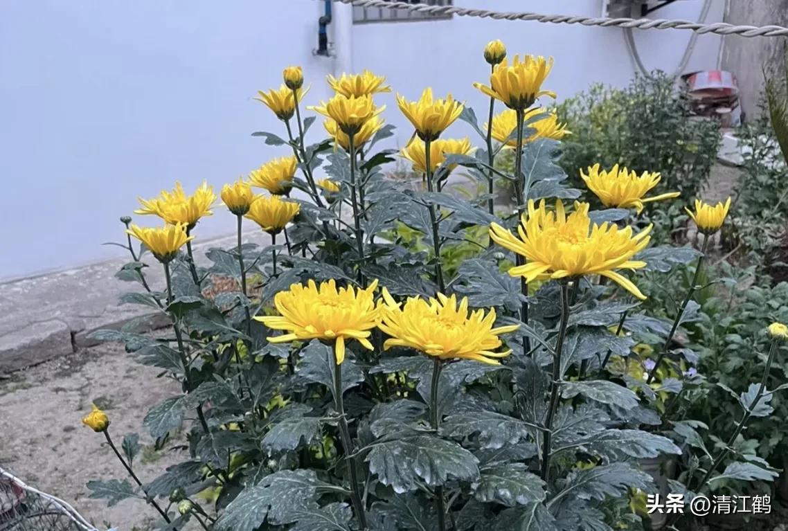 菊花盆栽枯萎后第二年能长新芽吗,刚买回来的菊花花朵枯萎了怎么救