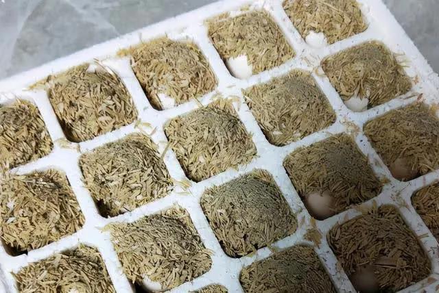 打碎的鸡蛋放冰箱24小时还能吃吗,鸡蛋裂口了放冰箱好几天还能吃吗