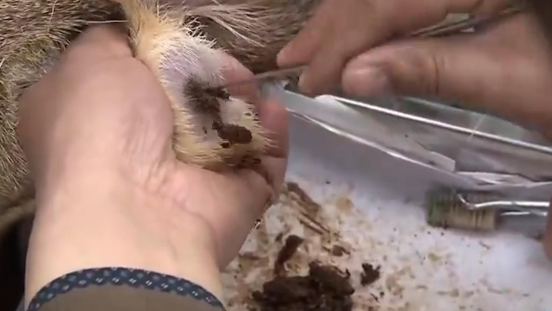 一克400元供不应求，麝香卖那么贵，为什么没几个人养殖？