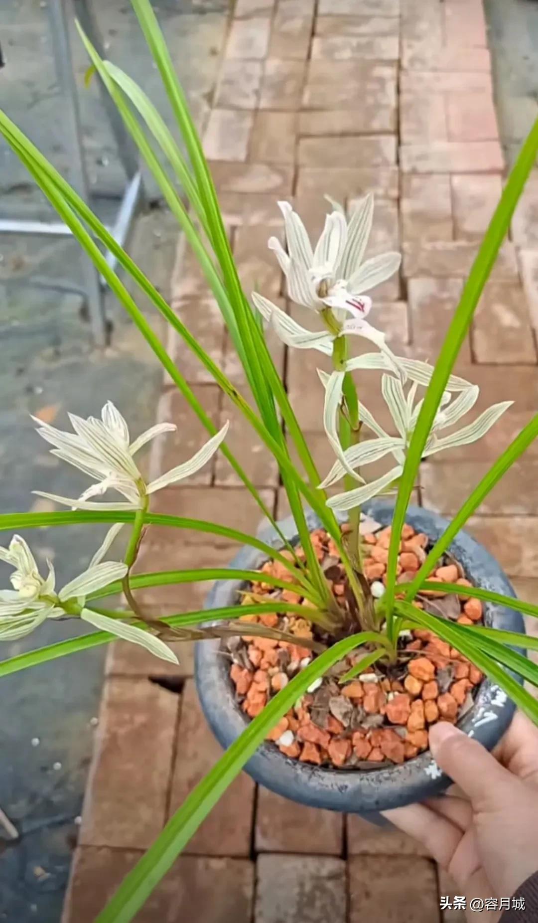 最名贵的兰花排名第一名,史上天价兰花前十名