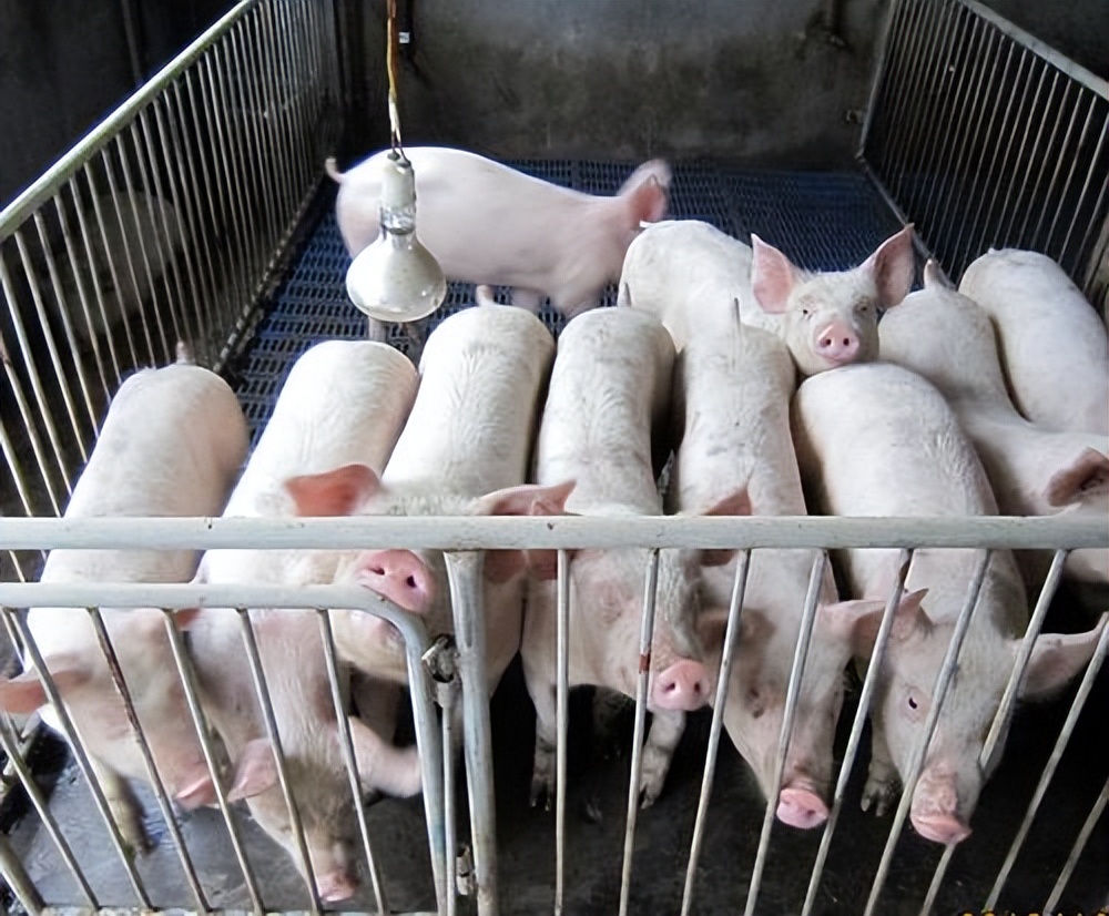 如何养好母猪四种方法,养好母猪技术大全