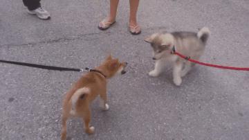 小狗狗走丢了怎么办,狗狗丢了怎么100%找回