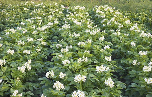土豆和牛肉一起怎么炖才好吃呢,土豆炖一下然后和什么搭配好吃
