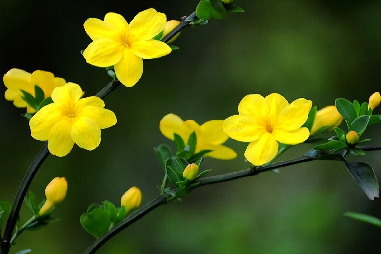 春风如诗字字多情30首好诗,最美春风古诗词