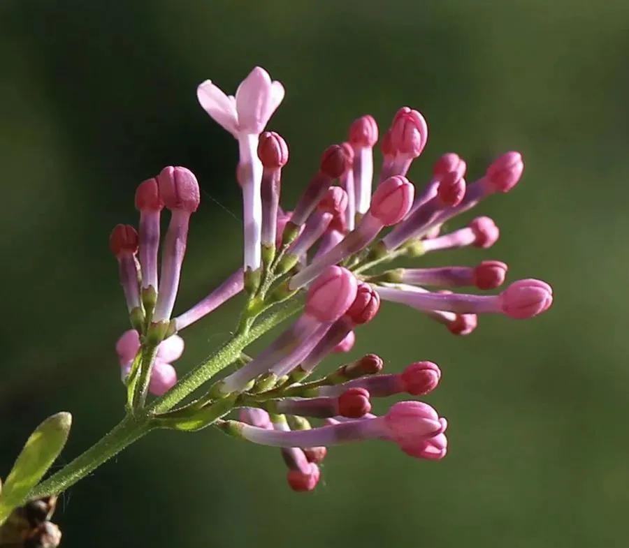 雨中的丁香,雨中的丁香句子