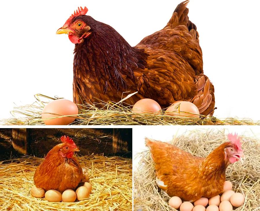 儿童画母鸡涂色,创意美术儿童画母鸡孵蛋