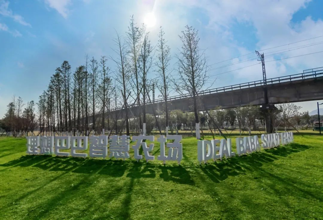 杭州临平粉黛乱子草花海地址,杭州临平30余亩粉黛花海梦幻上线