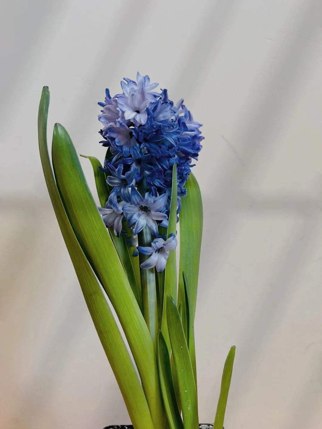 十二星座的本命花全集,十二星座本命神兽