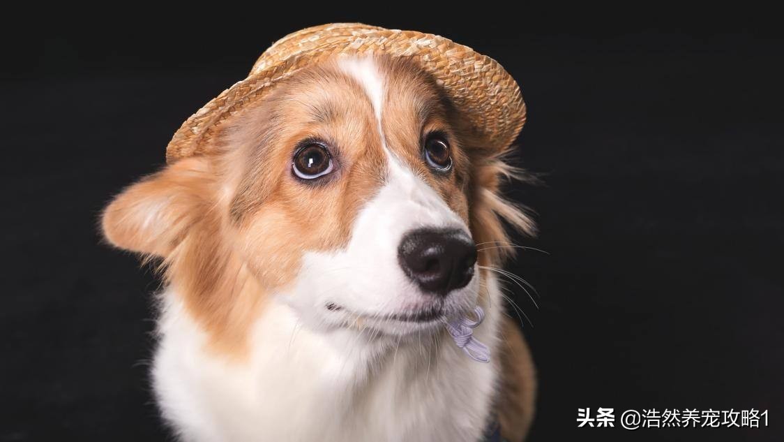 犬瘟热症状是什么能治愈吗,犬瘟热是什么症状发作有救吗