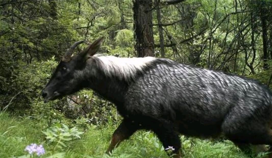 湖北省天马,湖北出现多只神兽天马