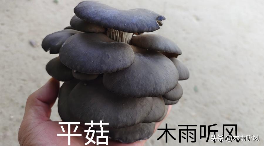 平菇熟料栽培流程和高产管理技术,大棚平菇高产栽培技术与管理方法