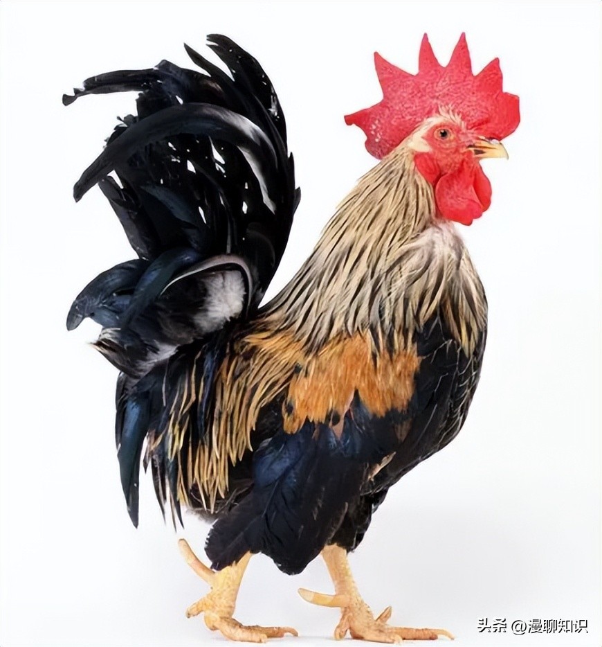 鸡沙门菌能引起鸡白痢吗,鸡白痢沙门氏菌病的研究进展