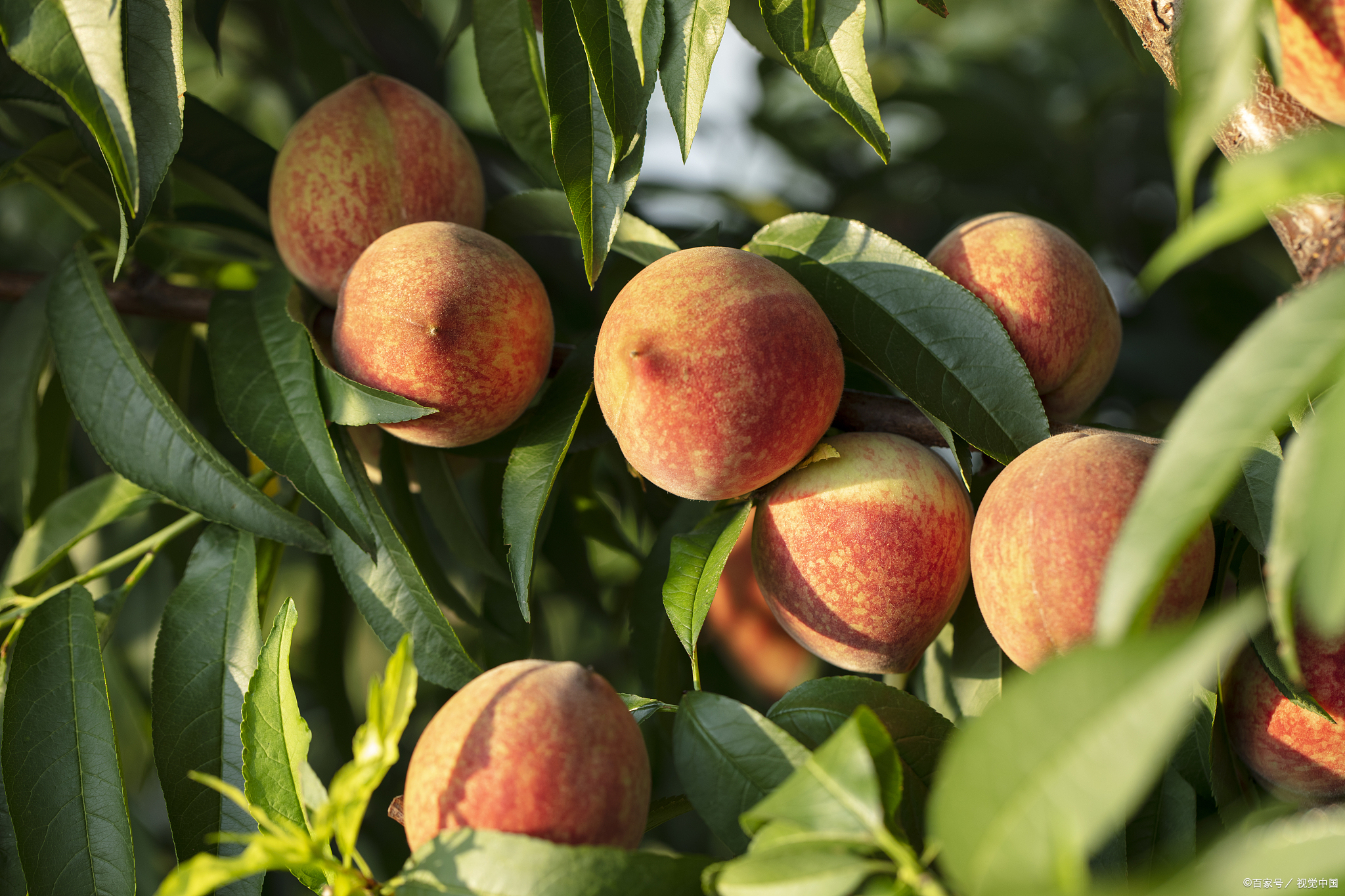 地理标志保护产品名单,中国地理标志产品名单查询官网