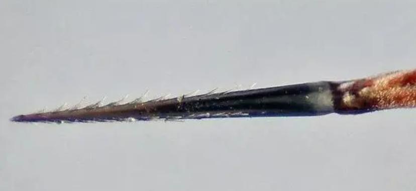 舌头是最强韧有力的肌肉，为什么人类不进化出用舌头打架？