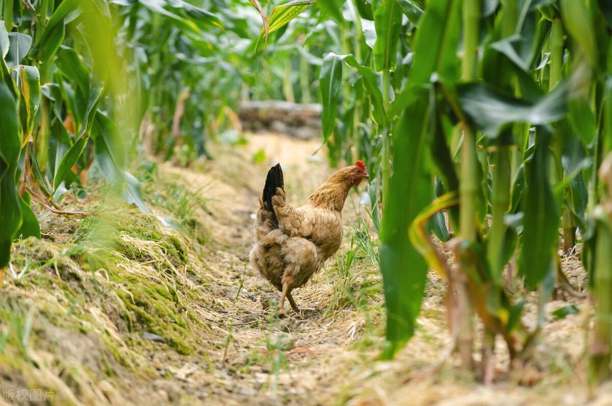 小姑娘赔钱卖土鸡17天赚到700万,土鸡卖一元一只一年能赚180万