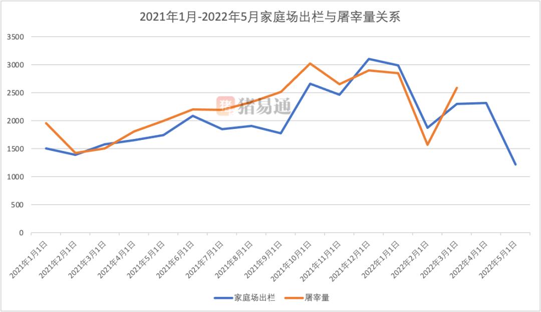 猪5月预测,5月猪容易出现什么病