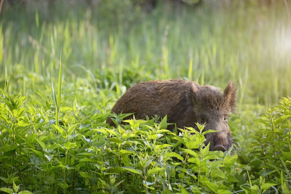 澳大利亚野兔怎么泛滥成灾,澳大利亚野兔泛滥