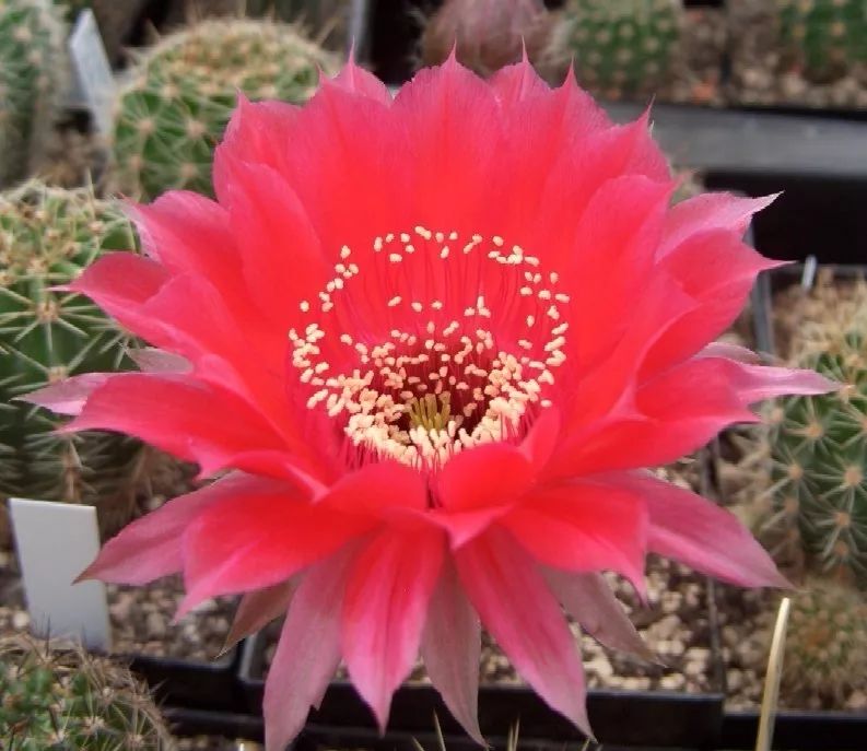 200种·仙人球开花图鉴，大开眼界，美到爆