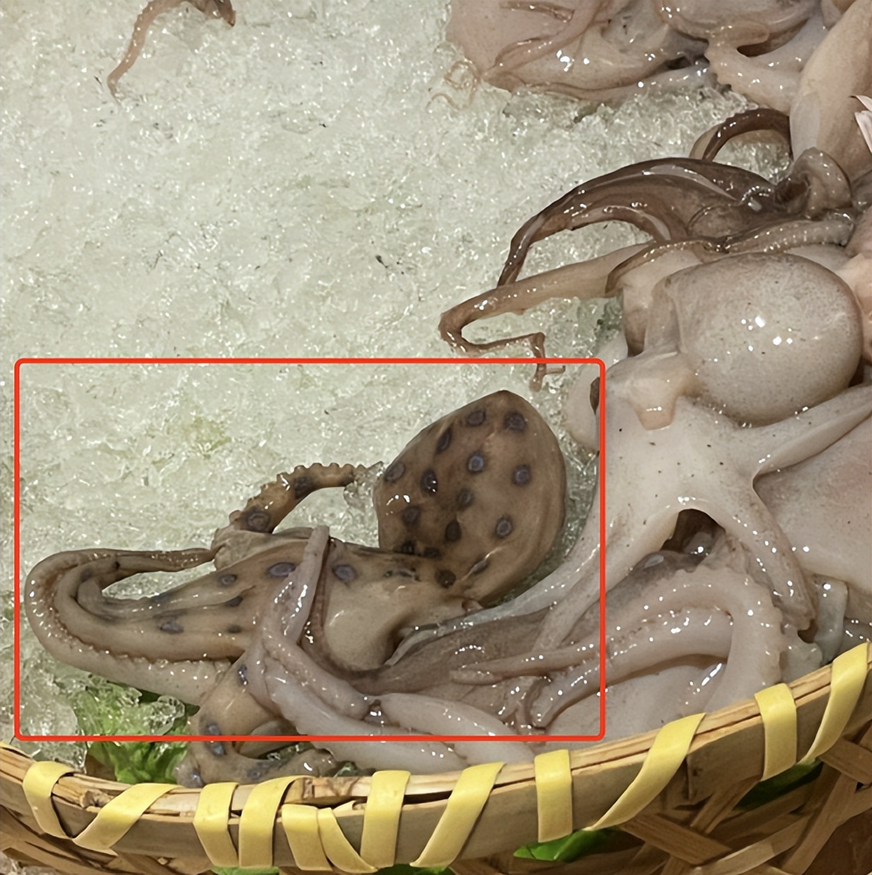 蓝环章鱼禁止贩卖吗,剧毒蓝环章鱼能卖吗