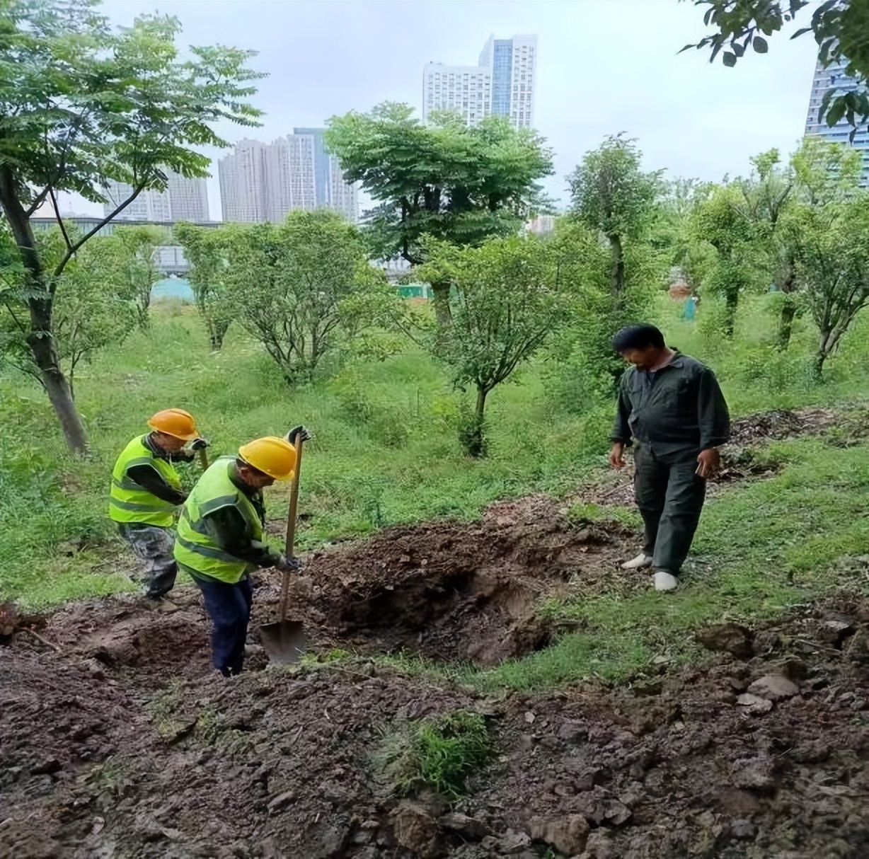 白蚁防治工作创新,白蚁防治工作十年变化