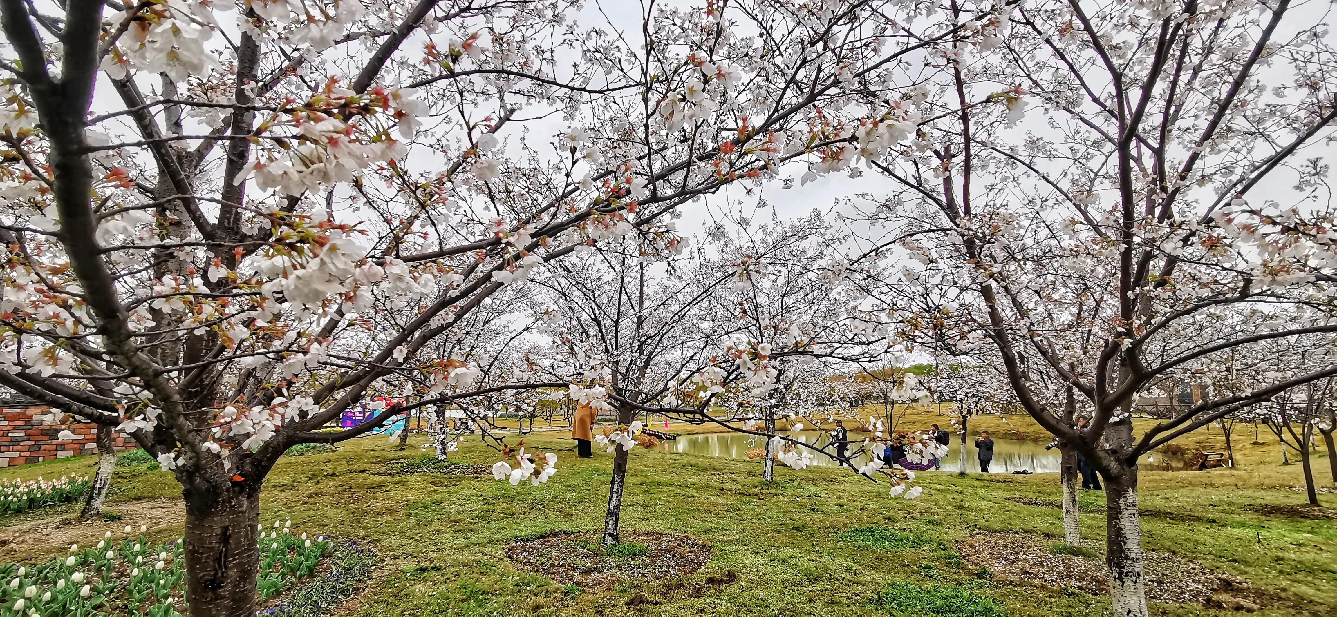湖北宜昌花海赏花,枝江同心花海四月有什么花