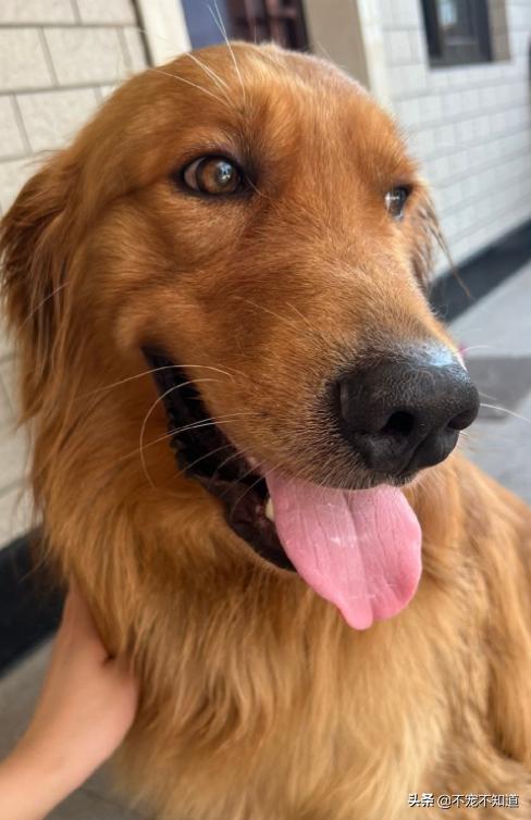 狗狗吐血是什么状况,狗狗吐血了是什么原因造成的