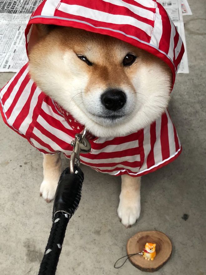 有洁癖的男生养什么狗狗,适合有洁癖的人养的狗狗