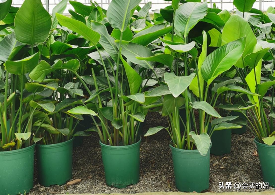 好看又便宜的绿植店铺,什么小绿植好养又适合店铺