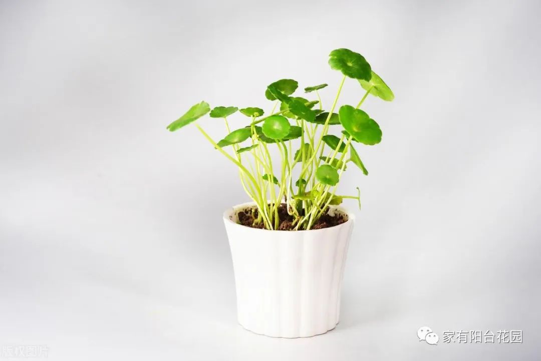 养花新手就养这10种花,养花大全简单易养的花