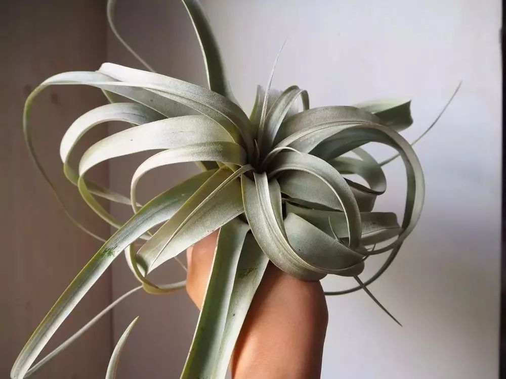 6种高大美观的大型室内盆栽绿植,适合室内的盆栽绿植推荐