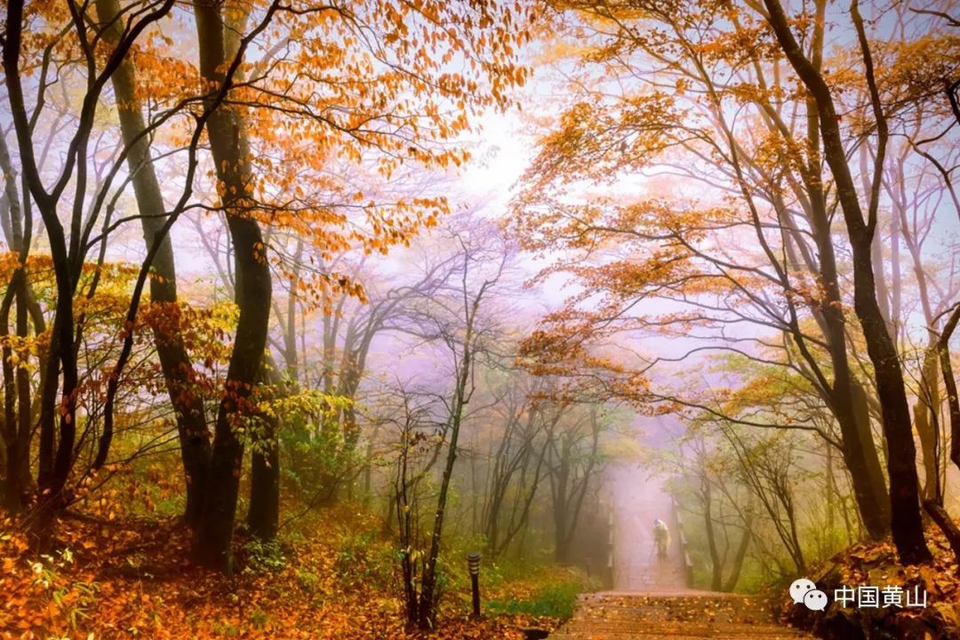 歙县记者节,记者采访风景视频素材