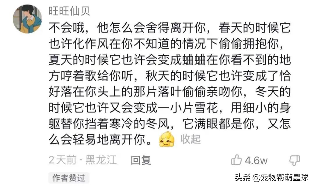 当你不见了宠物该怎么办,宠物不在了伤心怎么办