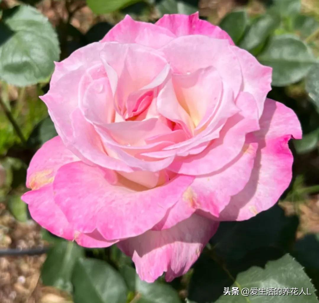 五彩斑斓颜色艳丽的月季花图片,各种色彩缤纷艳丽的月季花图片