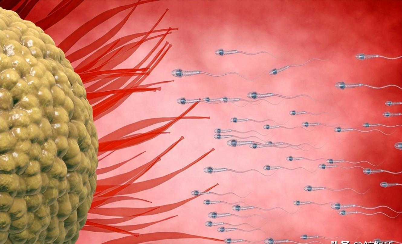 发现精子的科学家,科学家精子运动违背牛顿第三定律