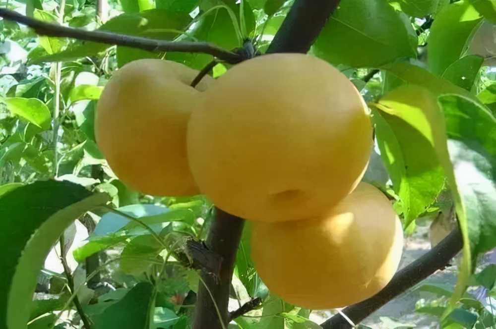 香烟里爆珠起什么作用,香烟里面的爆珠有什么用