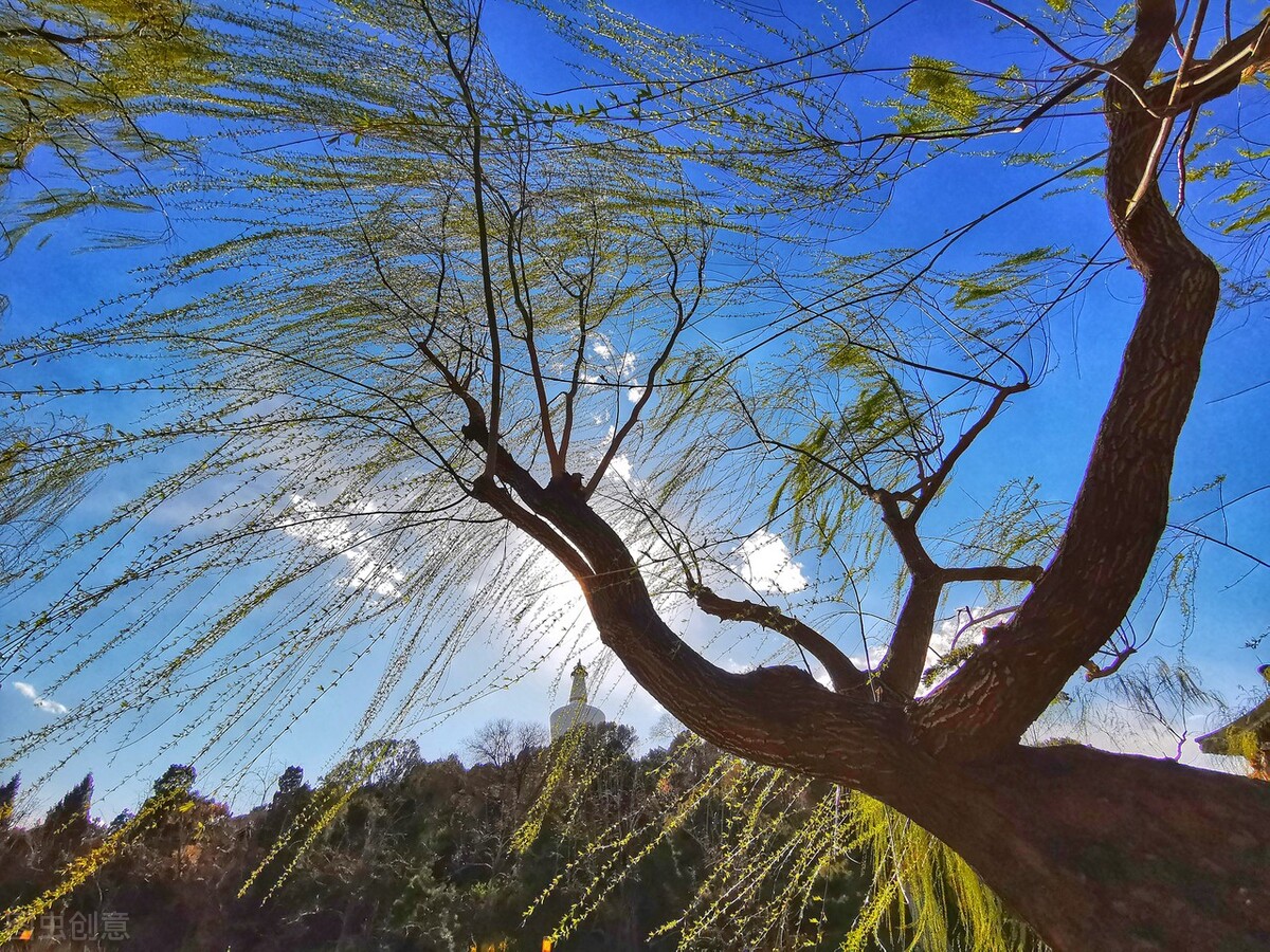 风吹杨柳万千条选段,风吹杨柳万千条指什么生肖