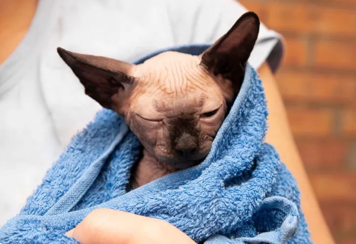 斯芬克斯无毛猫洗澡解压,斯芬克斯猫如何取暖