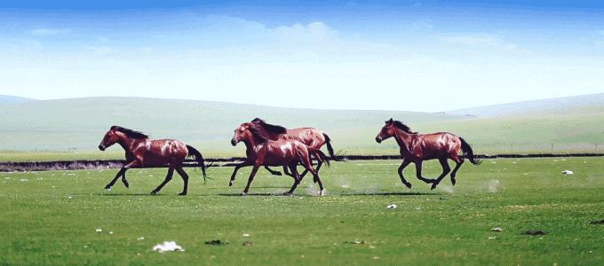 为什么几吨重的大象会被木桩拴住,大象最大多大能活多少年