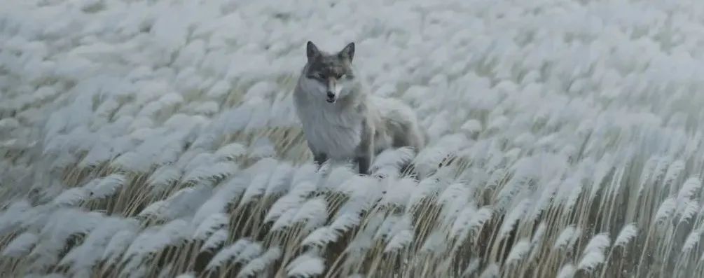 国产必看佳片,开年佳片推荐