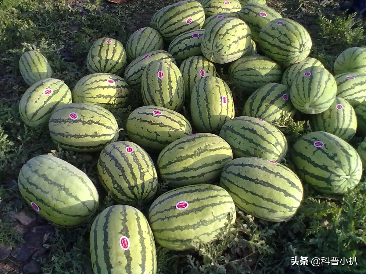 硒砂瓜种植现存问题,种植硒砂瓜的有利自然条件有哪些