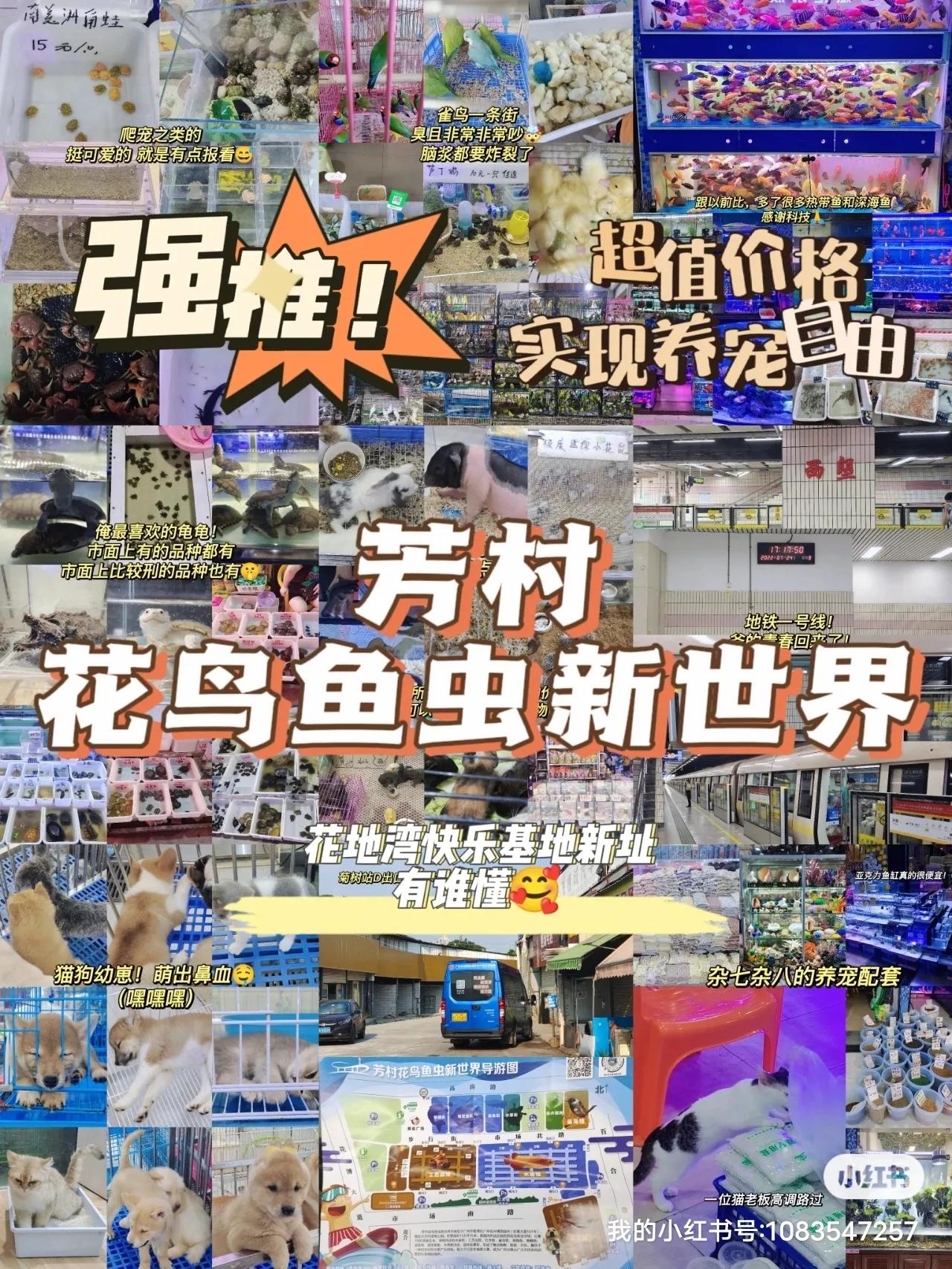 广州芳村花鸟批发市场,广州芳村花鸟鱼虫新世界拿货