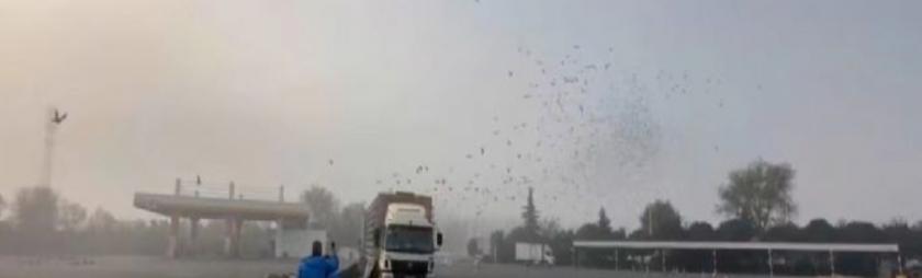 归巢率,陕西威奇赛鸽公棚春棚2020成绩