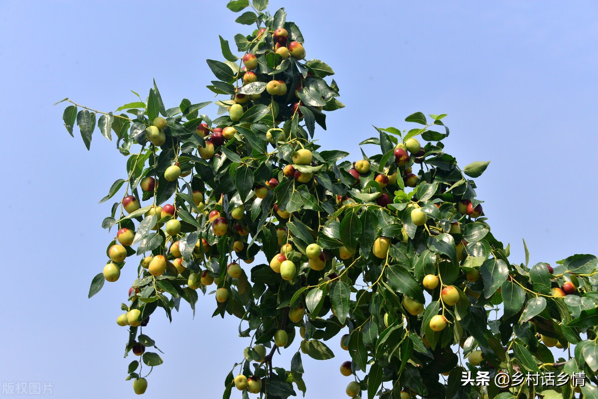 磷酸二氢钾和什么肥膨果快,微肥喷施后几个小时能完全吸收