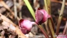 中药材细辛落价了吗,细辛草今日价格