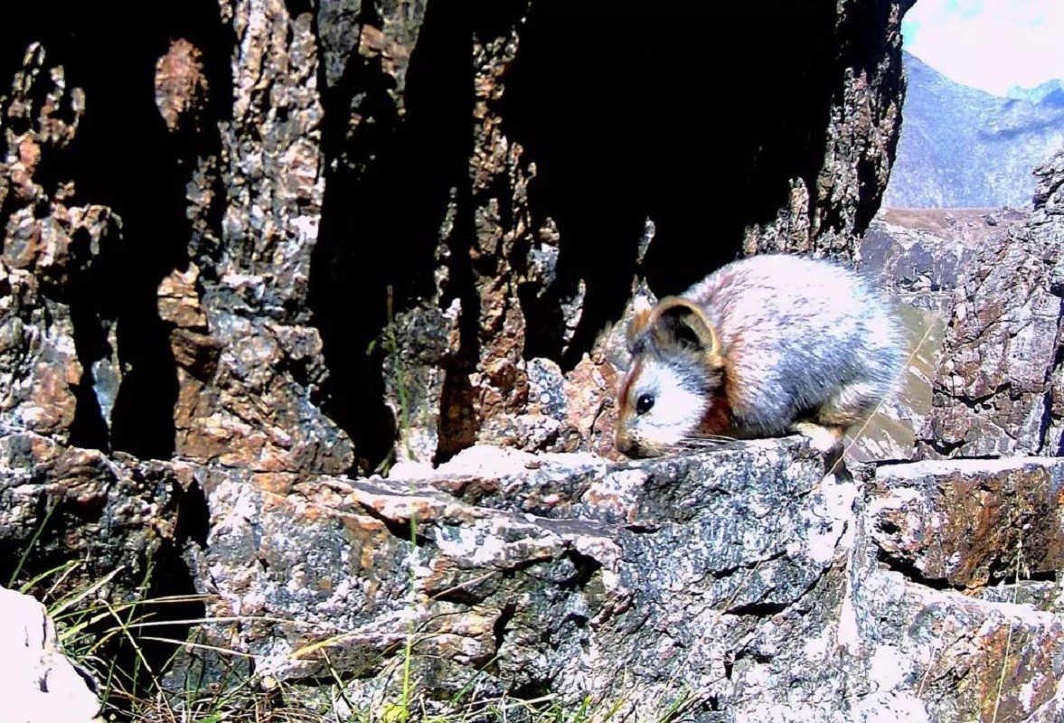 中国特有伊犁鼠兔，喜食天山药草还不会拉肚子，粪便入药叫草灵脂