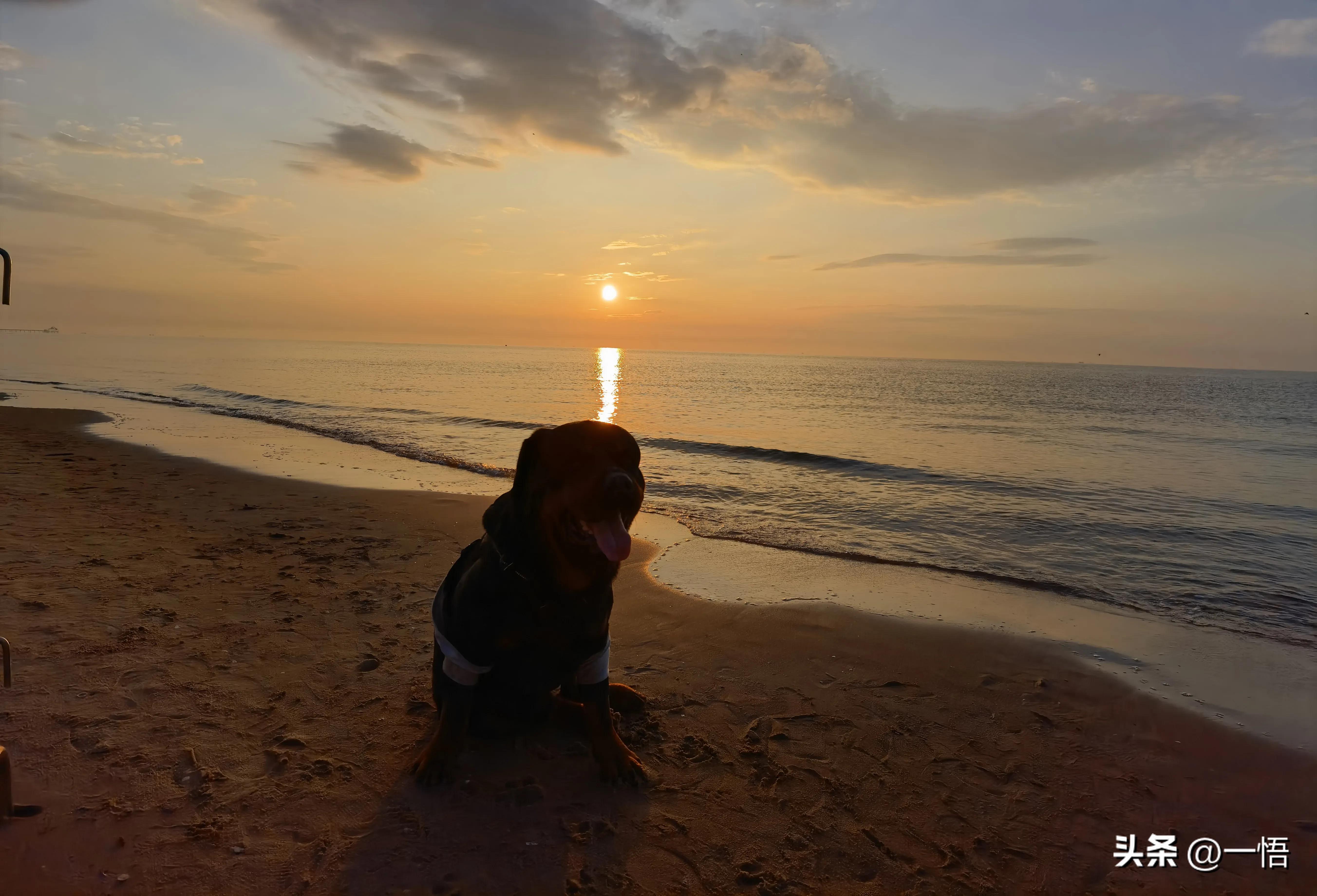 2023上海到秦皇岛承德十日游第四天：看阿那亚的海，逢犬舍的安娜