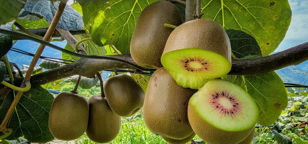 特殊时期补充维c,特殊时期吃点好吃的增加抵抗力