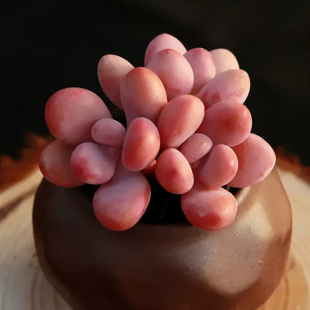 夏季怎么预防桃蛋化水,桃蛋夏季怎么养护