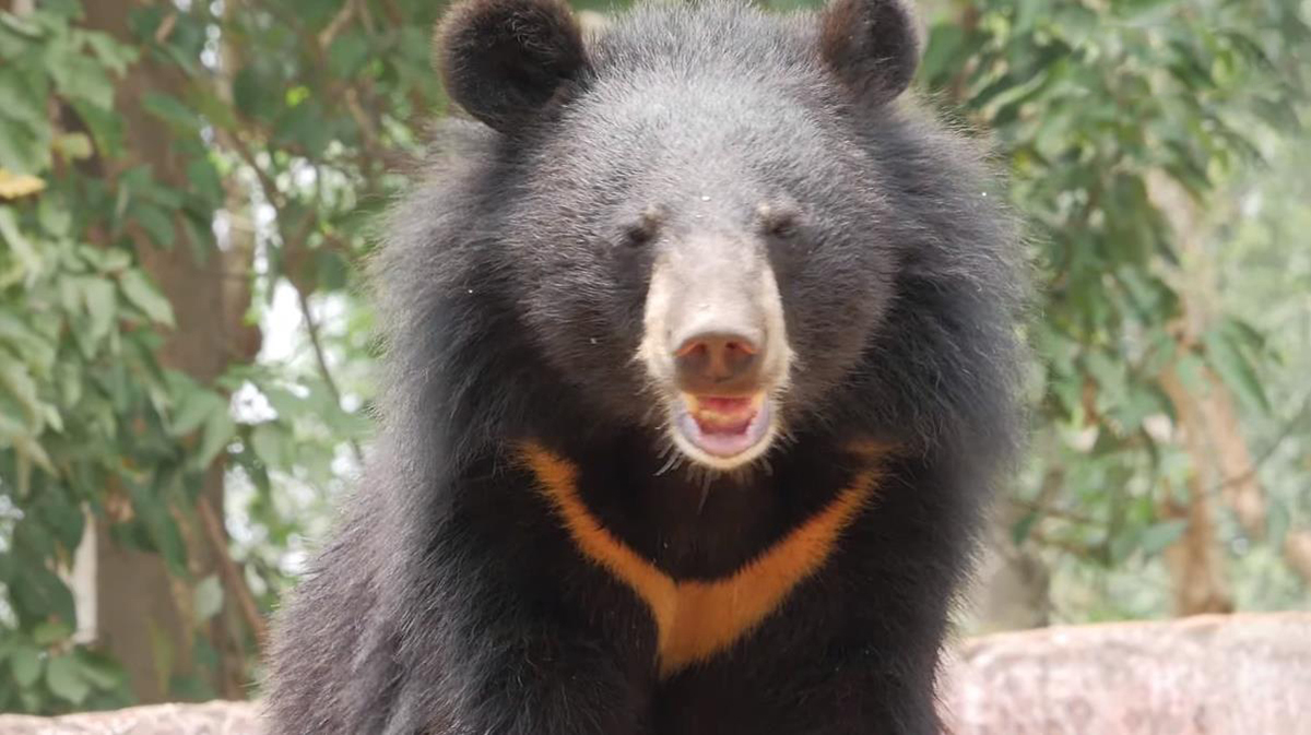 云南哀牢山有黑熊吗,凉山发现黑熊
